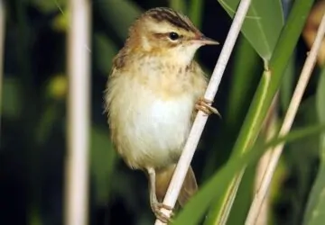 Évtizedek után újra felbukkant a Hortobágyon Európa egyik legritkább énekesmadara