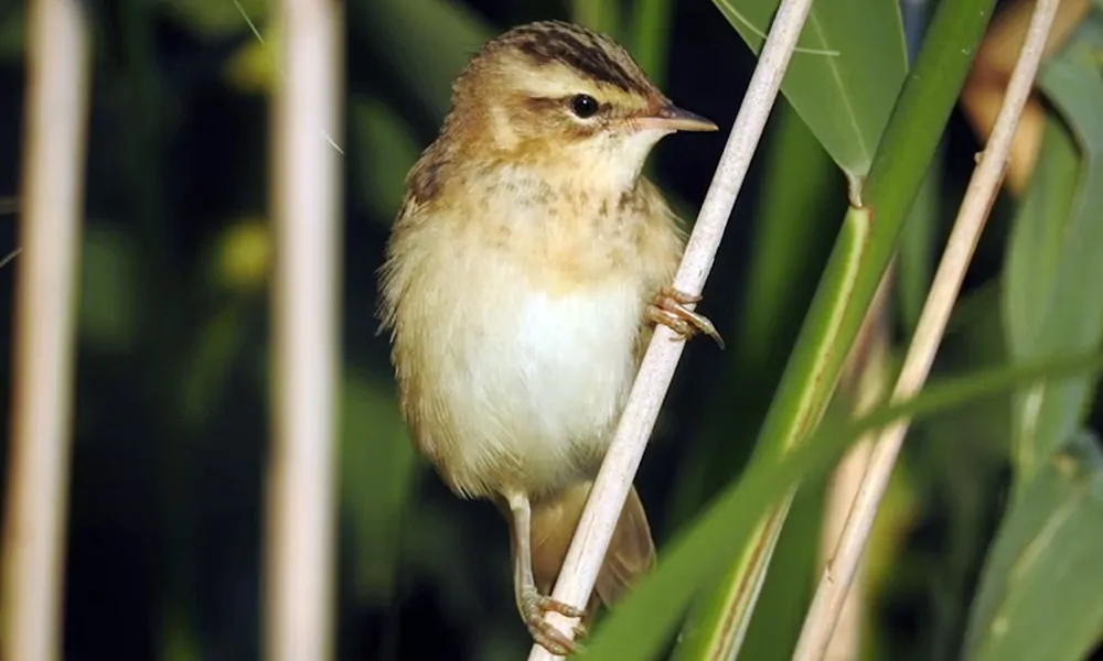 Évtizedek után újra felbukkant a Hortobágyon Európa egyik legritkább énekesmadara