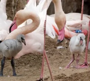 Kisflamingók keltek ki Budapesten