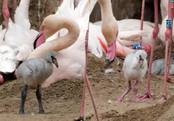 Kisflamingók keltek ki Budapesten