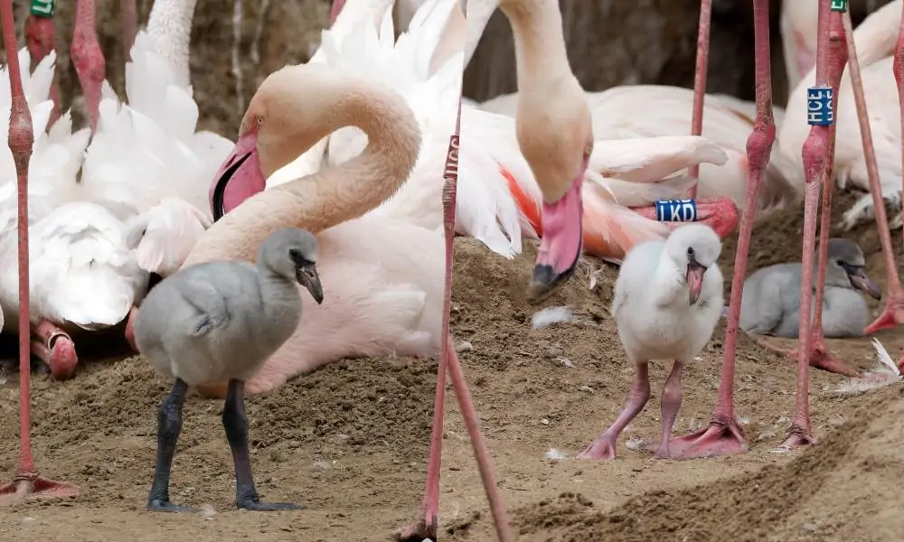 Kisflamingók keltek ki Budapesten