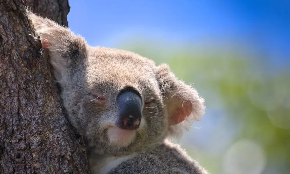 A koala evolúciós múltja