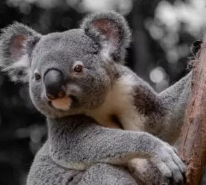 A koala evolúciós múltja