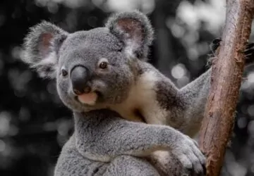 A koala evolúciós múltja