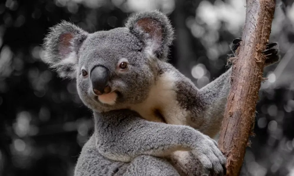 A koala evolúciós múltja