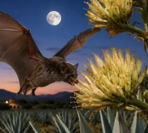 Tequila beporzó denevérek
