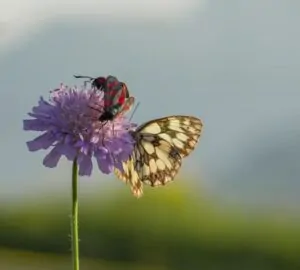 Arrébb költöznek a pillangók