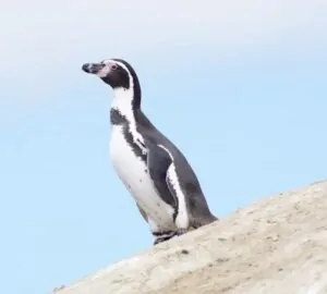 Nem minden pingvin álmodik jégtábláról