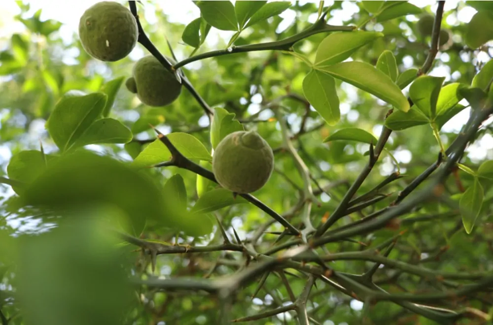 Kirándulás a Pannonhalmi Arborétumba