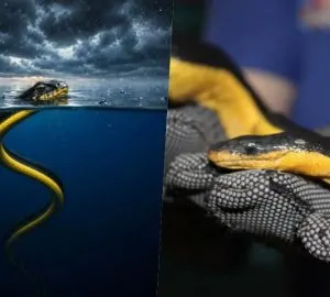 Apró rákok kapaszkodtak tengeri kígyókra