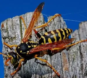 Darazsak szeptemberben