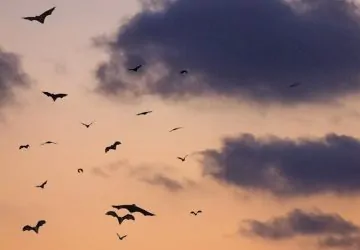 Miért repülnek ősszel denevérek tömegesen barlangok és pincék körül?