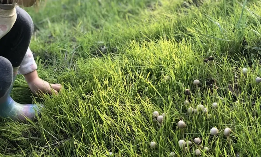 Egyetlen éjszaka alatt jelenhetnek meg a gombák