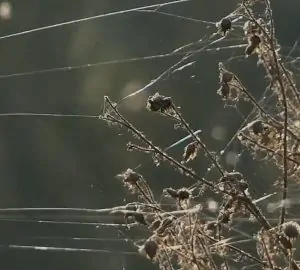 Fehér szálak úsznak szeptemberben a levegőben
