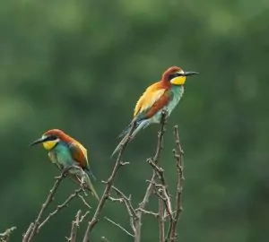 Lehet, hogy gyurgyalagok indulnak Afrikába