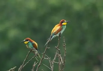 Lehet, hogy gyurgyalagok indulnak Afrikába