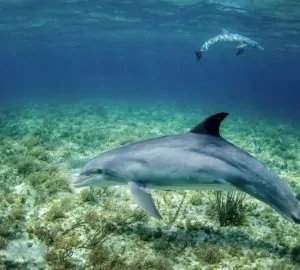 Addig hajszolja a halakat ez a delfin, amíg kihányják az ételüket