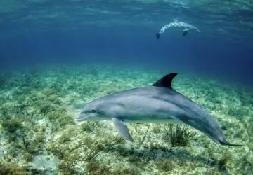 Addig hajszolja a halakat ez a delfin, amíg kihányják az ételüket