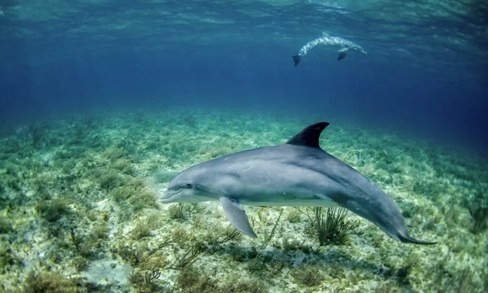 Addig hajszolja a halakat ez a delfin, amíg kihányják az ételüket