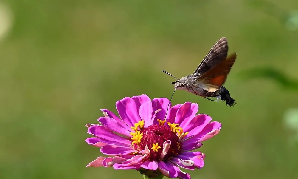 Kolibri a virágok között?
