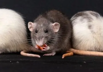 „Örömhangot” adnak a patkányok csokoládéevés közben