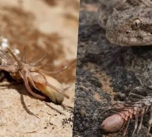 Pókot növesztett a farkára ez a kígyó