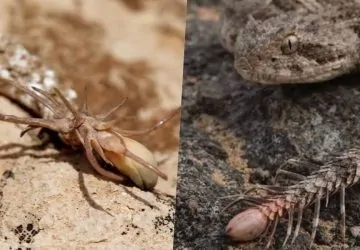 Pókot növesztett a farkára ez a kígyó