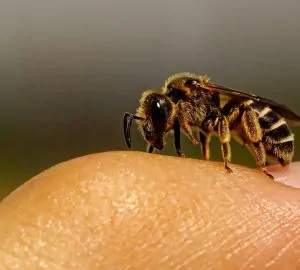 A méh fullánkja valójában egy parányi fűrész és méregpumpa