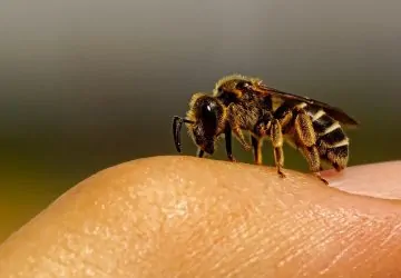 A méh fullánkja valójában egy parányi fűrész és méregpumpa