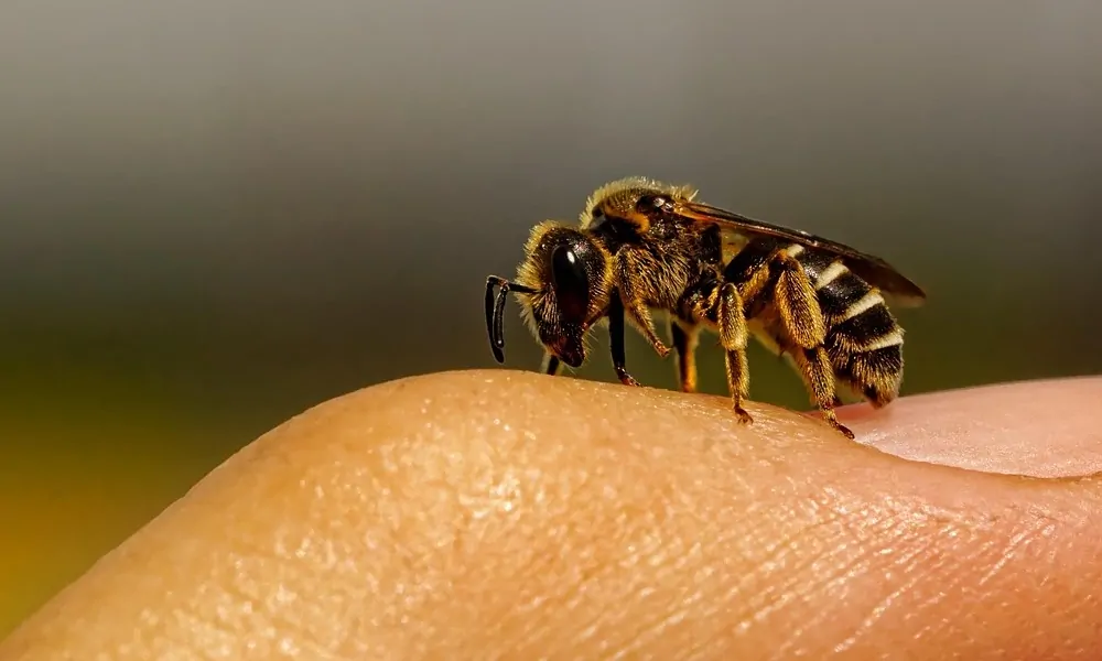 A méh fullánkja valójában egy parányi fűrész és méregpumpa